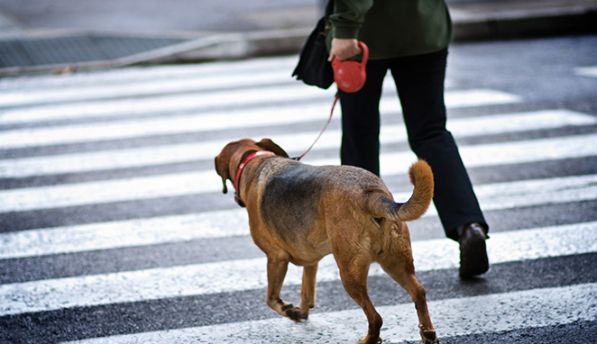 dog crossing road
