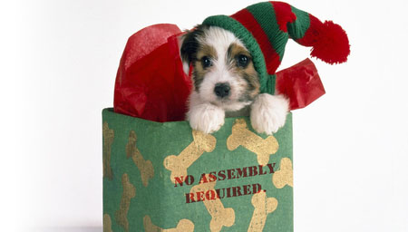 What you need to know about giving your child a puppy as a gift