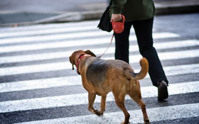 STOP! YOU ARE REWARDING YOUR DOG FOR PULLING